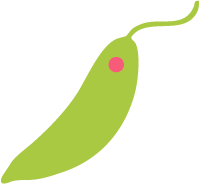 ミドリムシのイラスト